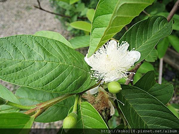 107.4.22 綠園道食物森林-芭樂.JPG