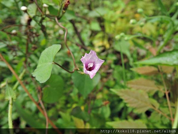 107.4.22 綠園道食物森林-紅花野牽牛.JPG