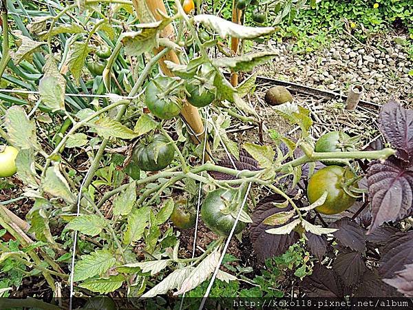 107.4.22 綠園道食物森林-番茄1.JPG