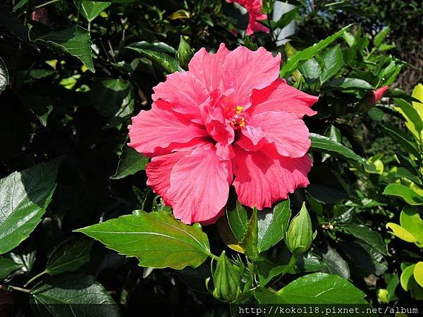 107.4.26 東山濕地生態教學公園外-朱槿.JPG