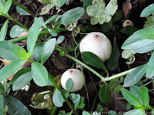 107.4.26 東山濕地生態教學公園外-毒綠褶菇.JPG