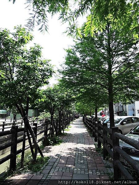107.4.26 東山濕地生態教學公園外-落羽松步道.JPG