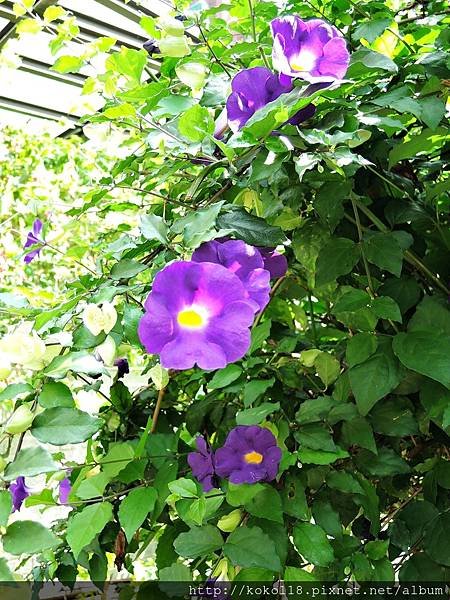 107.4.26 東山濕地生態教學公園-立鶴花.JPG