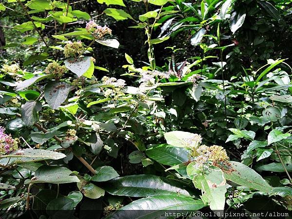 107.5.1 十八尖山-杜虹花,青帶鳳蝶.JPG