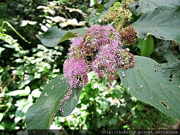107.5.1 十八尖山-杜虹花.JPG