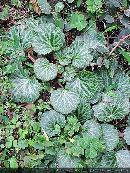 107.5.1 十八尖山-虎耳草.JPG