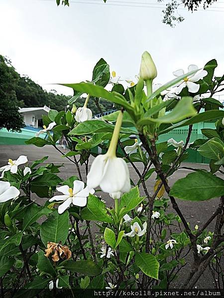 107.5.1 十八尖山-黃梔(山黃梔)2.JPG