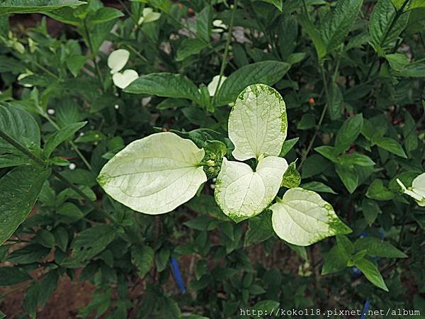 107.5.1 十八尖山-黃萼花.JPG