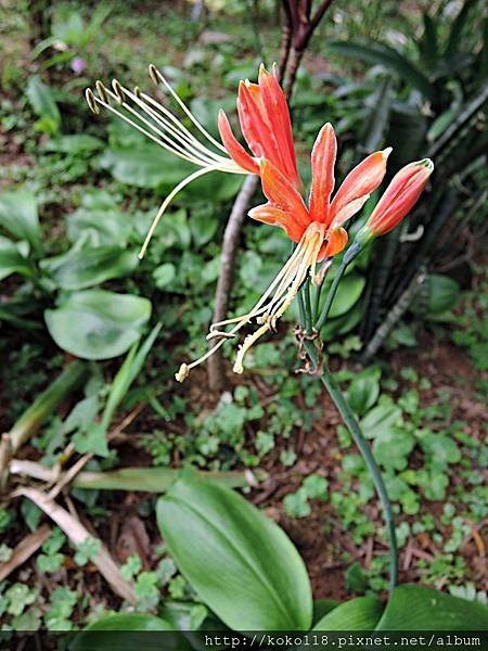107.5.1 十八尖山-龍鬚石蒜.JPG