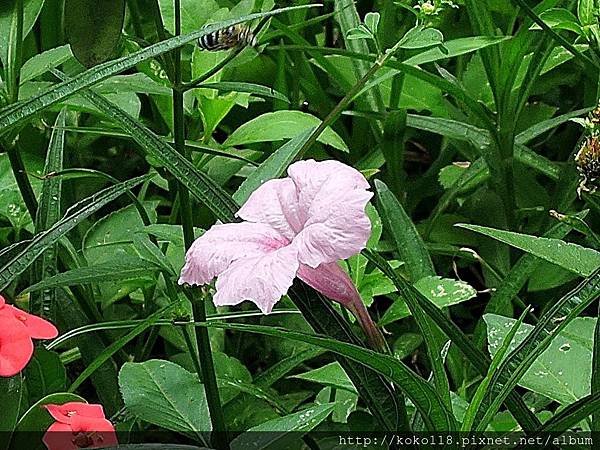 107.6.30 新竹高中-青條花蜂,翠蘆莉.JPG