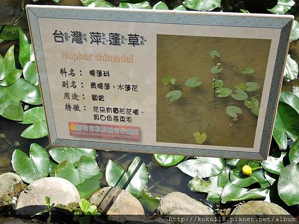 107.7.1 新竹護城河-台灣萍蓬草介紹板.JPG