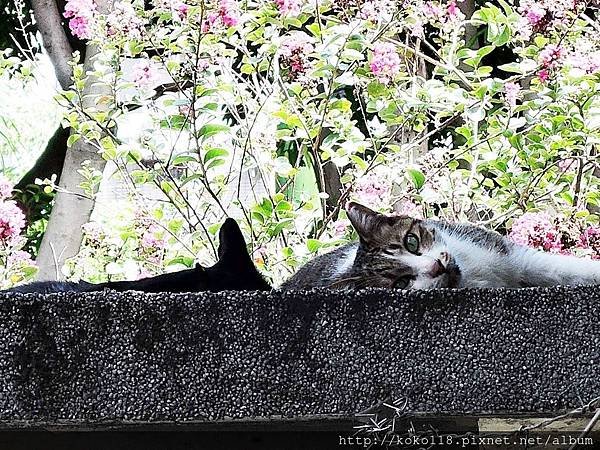 107.8.4 中央公園-貓.JPG