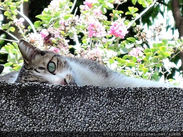 107.8.4 中央公園-貓1.JPG