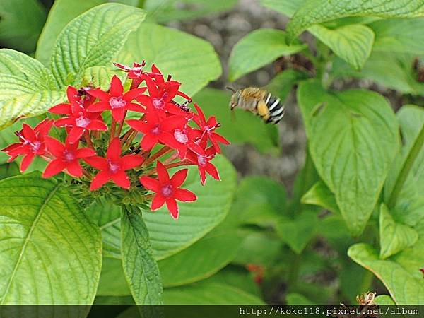 107.8.19 社區-繁星花,青條花蜂.JPG