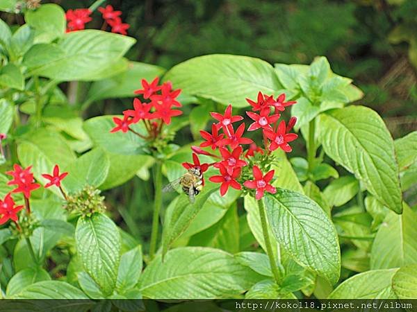 107.8.19 社區-繁星花,青條花蜂1.JPG