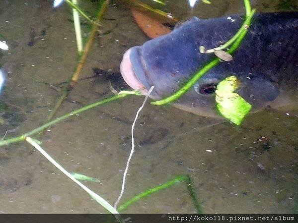 107.9.19 東山濕地生態教學公園-魚吃水草.JPG