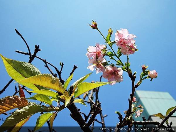 107.9.30 新竹公園-河津櫻.JPG