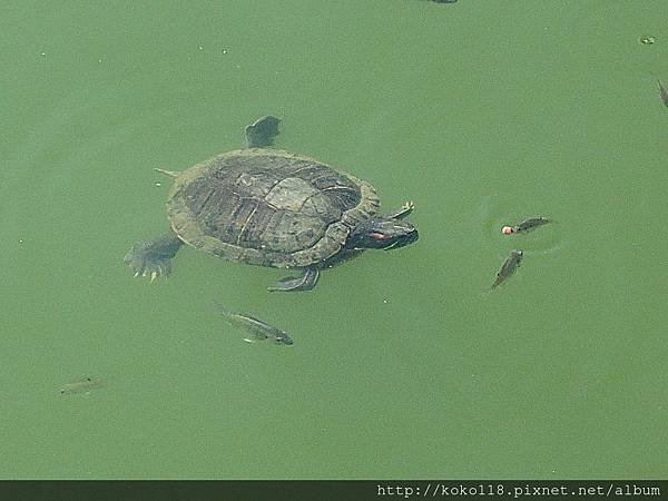 107.9.30 新竹公園-烏龜.JPG