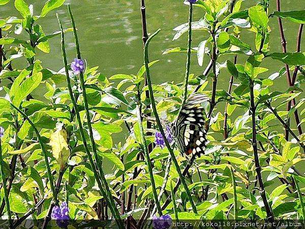 107.9.30 新竹公園-無尾鳳蝶.JPG