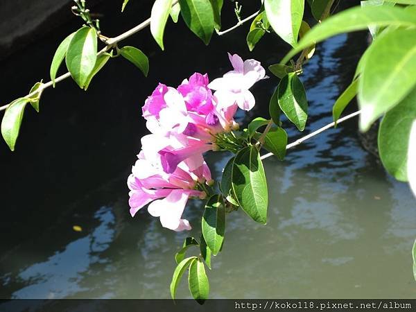 107.10.3 東山濕地生態教學公園外-蒜香藤13.JPG