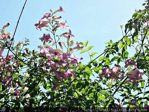 107.10.3 東山濕地生態教學公園-紫芸藤4.JPG