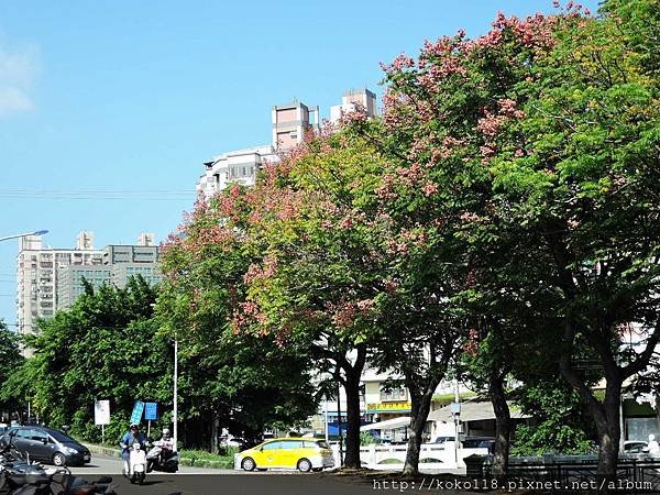 107.10.6 赤土崎公園-台灣欒樹1.JPG