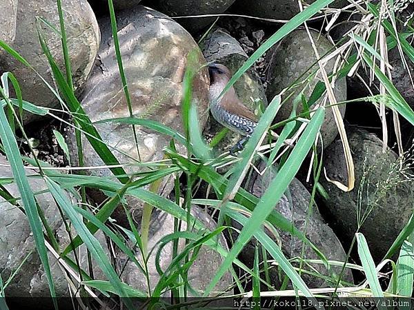 107.10.6 赤土崎公園-斑文鳥2.JPG