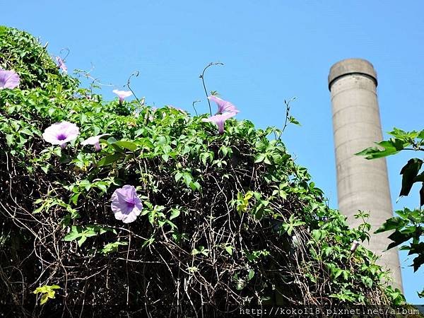 107.10.6 建功國小對面-牽牛花,大煙囪.JPG