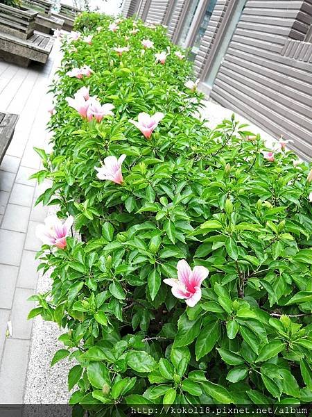 107.10.13 社區-朱槿1.JPG