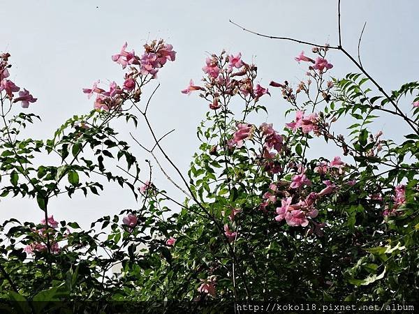 107.11.7 東山濕地生態教學公園-紫芸藤5.JPG