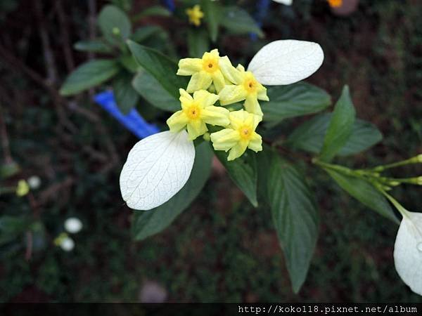 107.11.18 十八尖山-黃萼花.JPG