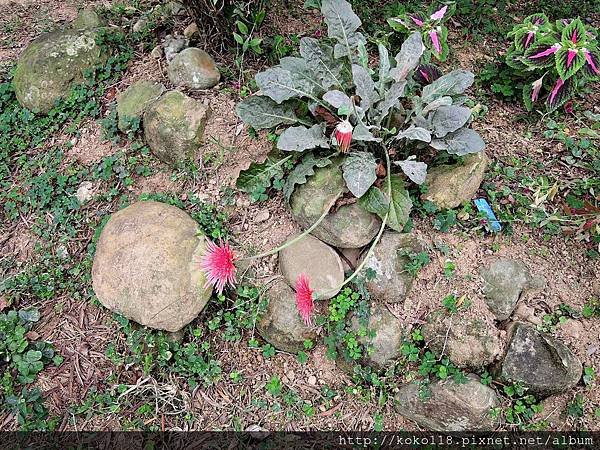 107.12.9 十八尖山-非洲菊2.JPG