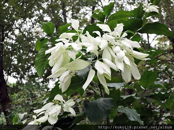 107.12.9 新竹高中-白紙扇(雪萼花).JPG