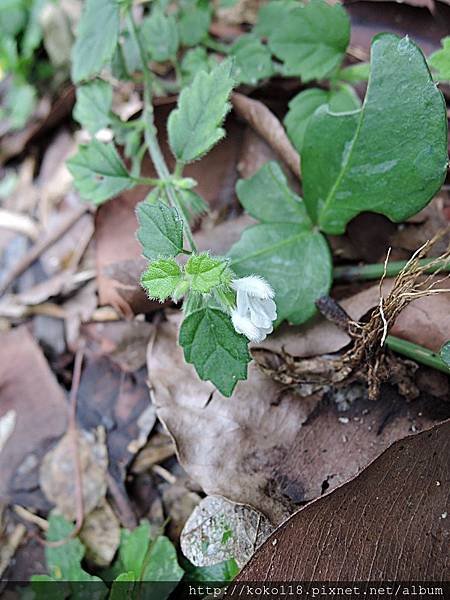 107.12.9 新竹高中-白花草.JPG