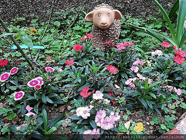 107.12.9 新竹高中-石竹.JPG