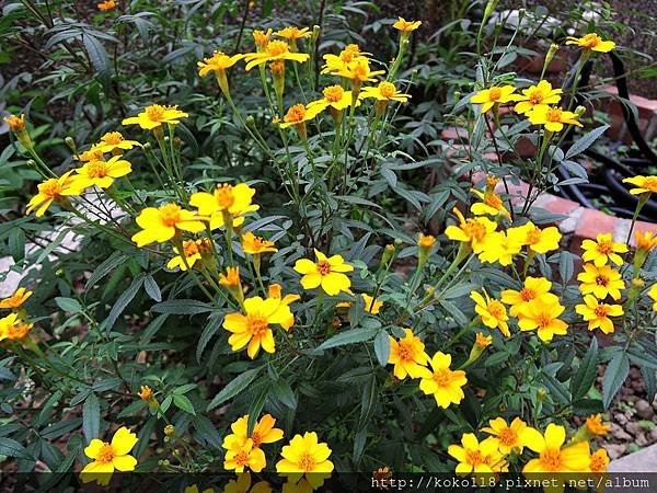 107.12.9 新竹高中-芳香萬壽菊.JPG