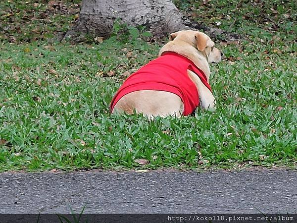 107.12.12 交通大學博愛校區-校狗小黃.JPG