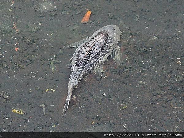 107.12.12 博愛小憩-圳溝裡的垃圾魚(琵琶鼠魚).JPG