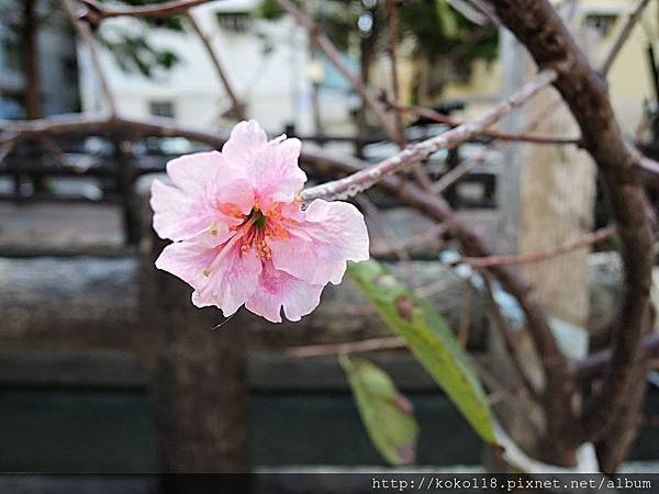 107.12.28 東山濕地生態教學公園外-櫻花.JPG