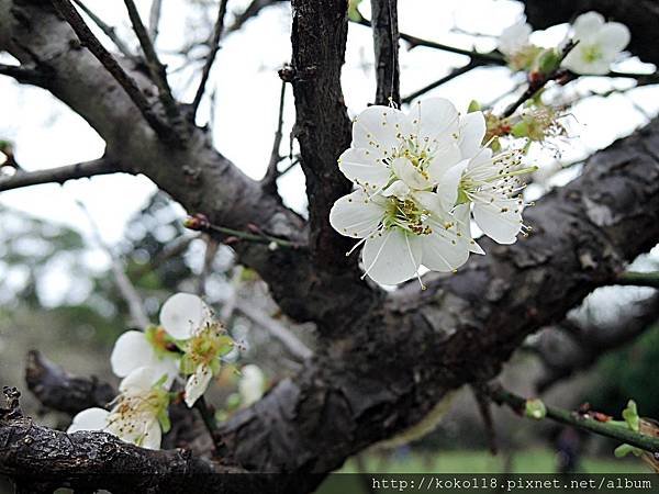 108.1.13 清華大學梅園-梅花5.JPG