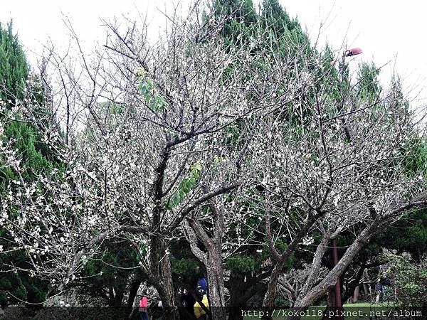 108.1.13 清華大學梅園-梅花4.JPG