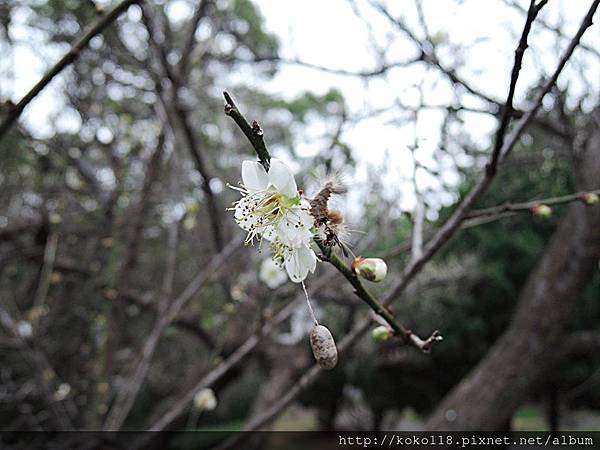 108.1.13 清華大學梅園-梅花,基斑毒蛾幼蟲,懸繭姬蜂的繭.JPG