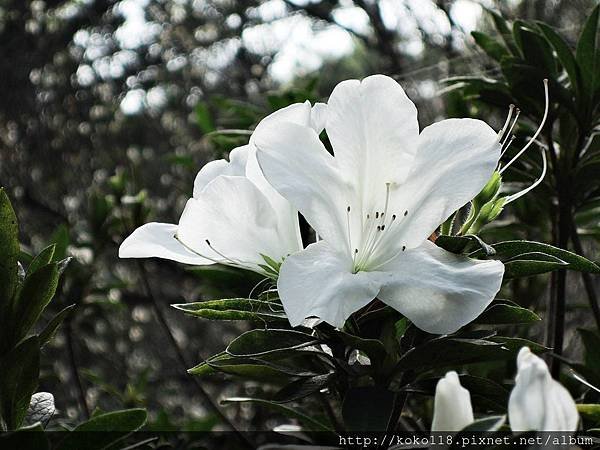 108.1.19 清華大學梅園-杜鵑花2.JPG