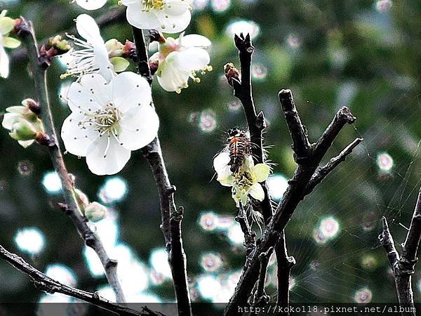 108.1.19 清華大學梅園-梅花,台灣黃毒蛾幼蟲2.JPG