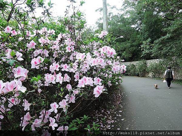 108.2.10 十八尖山-杜鵑花1.JPG