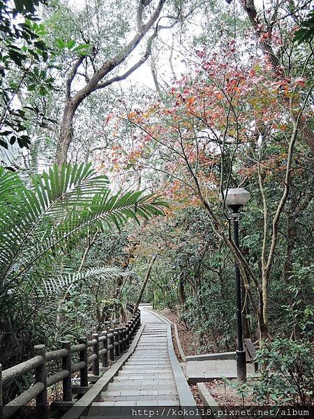 108.2.10 十八尖山-青楓.JPG