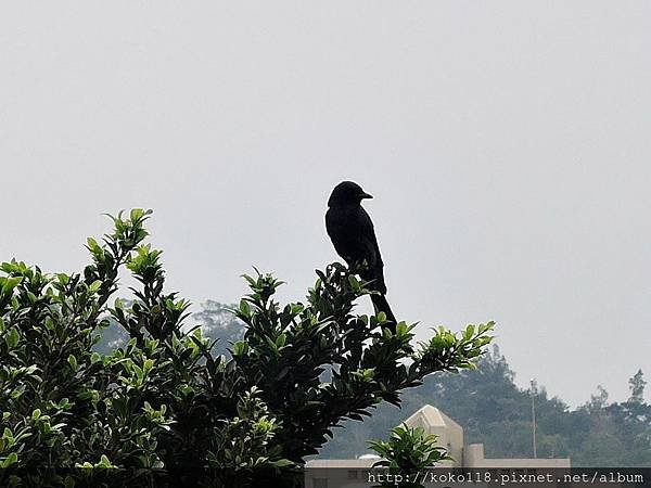 108.2.13 交通大學博愛校區-大卷尾2.JPG