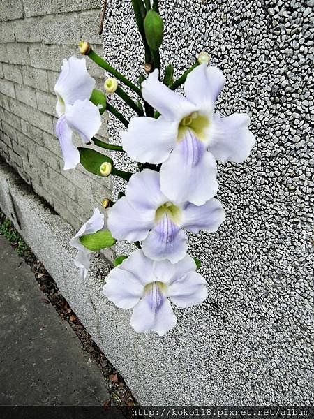 108.2.13 交通大學博愛校區-大鄧伯花.JPG