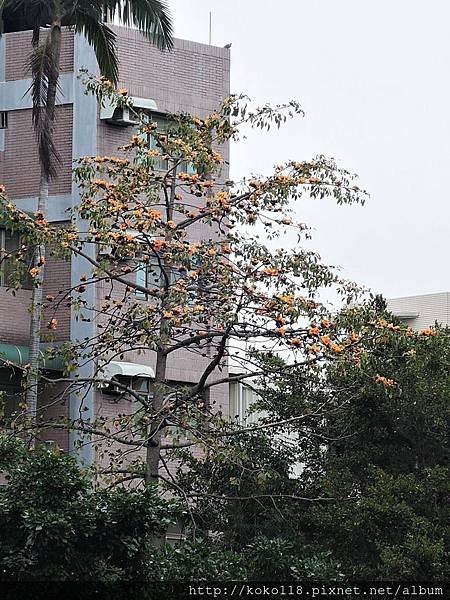 108.2.13 交通大學博愛校區-木棉.JPG