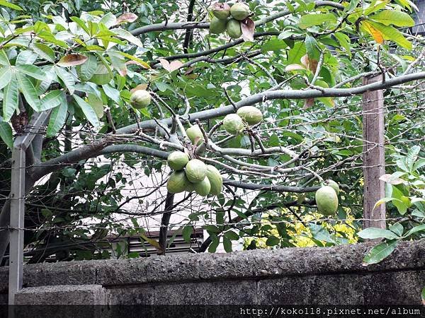 108.2.13 交通大學博愛校區-馬拉巴栗.JPG